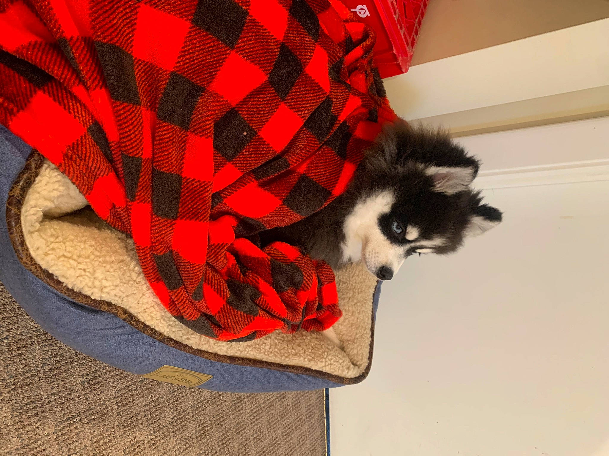 Link joined the competition — help win amazing prizes! bag, canidae, carmine, carnivore, companion_dog, dog_breed, dog_supply, fashion_accessory, fawn, felidae, fur, pattern, petal, plaid, red, sleeve, small_to_medium_sized_cats, tail, tartan, whiskers