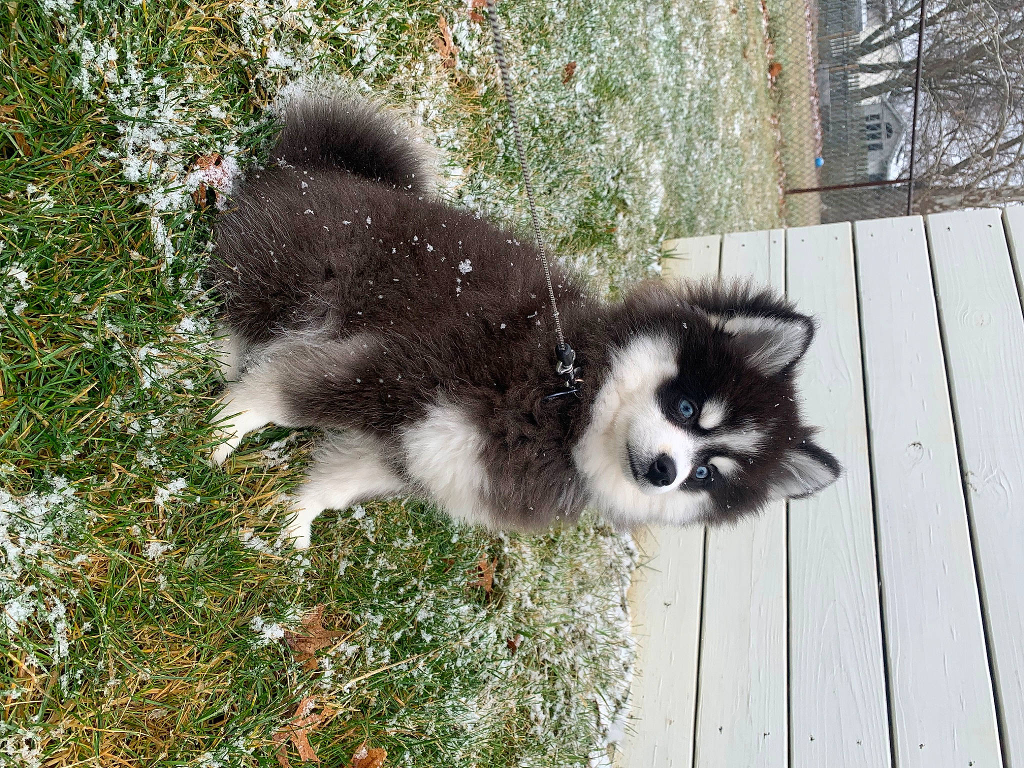 Link joined the competition — help win amazing prizes! canidae, carnivore, dog_breed, fur, grass, plant, snout, tail, terrestrial_animal, tree, wildlife, window