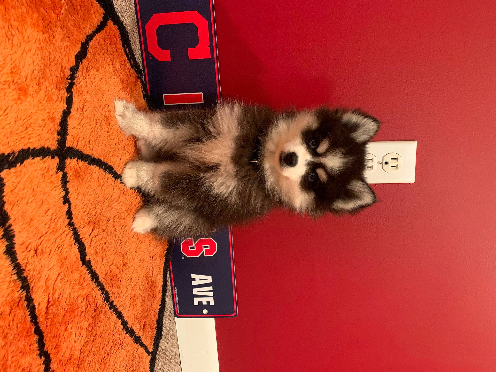 Link is registered to the contest to win money with this photo: canidae, carmine, carnivore, companion_dog, dog, dog_breed, dog_supply, fawn, felidae, flooring, font, fur, liver, paw, photo_caption, snout, tail, terrestrial_animal, toy_dog, whiskers