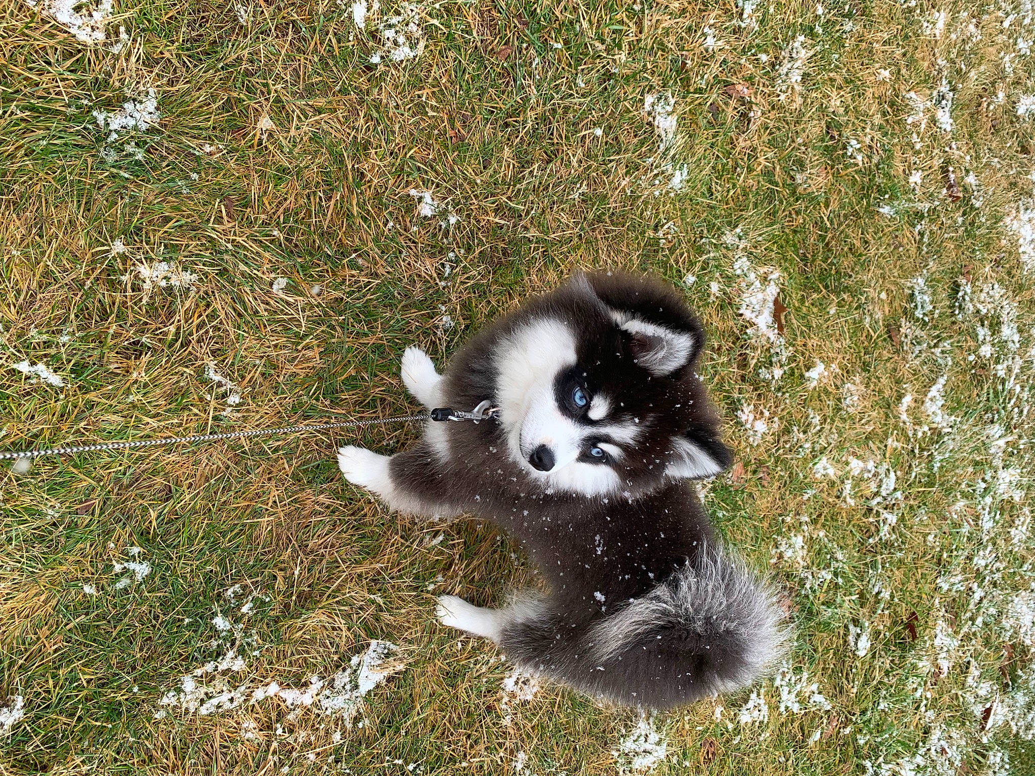 Link joined the competition — help win amazing prizes! carnivore, dog_breed, grass, lemur, tail, terrestrial_animal