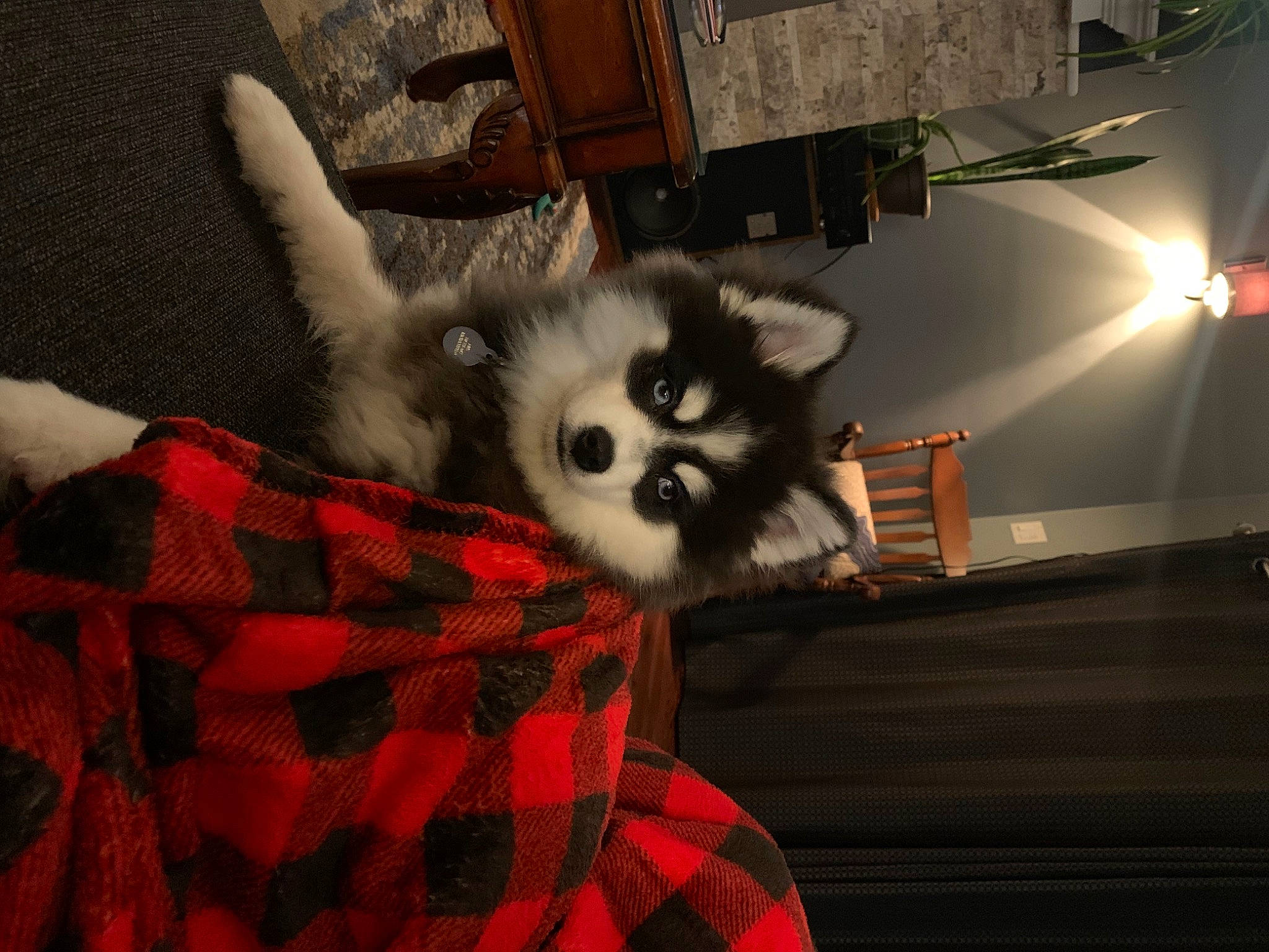 Link joined the competition — help win amazing prizes! canidae, carmine, carnivore, companion_dog, corgi_chihuahua, couch, dog_breed, fashion_accessory, fawn, felidae, fur, pattern, plaid, red_panda, room, small_to_medium_sized_cats, tail, tartan, toy_dog, whiskers