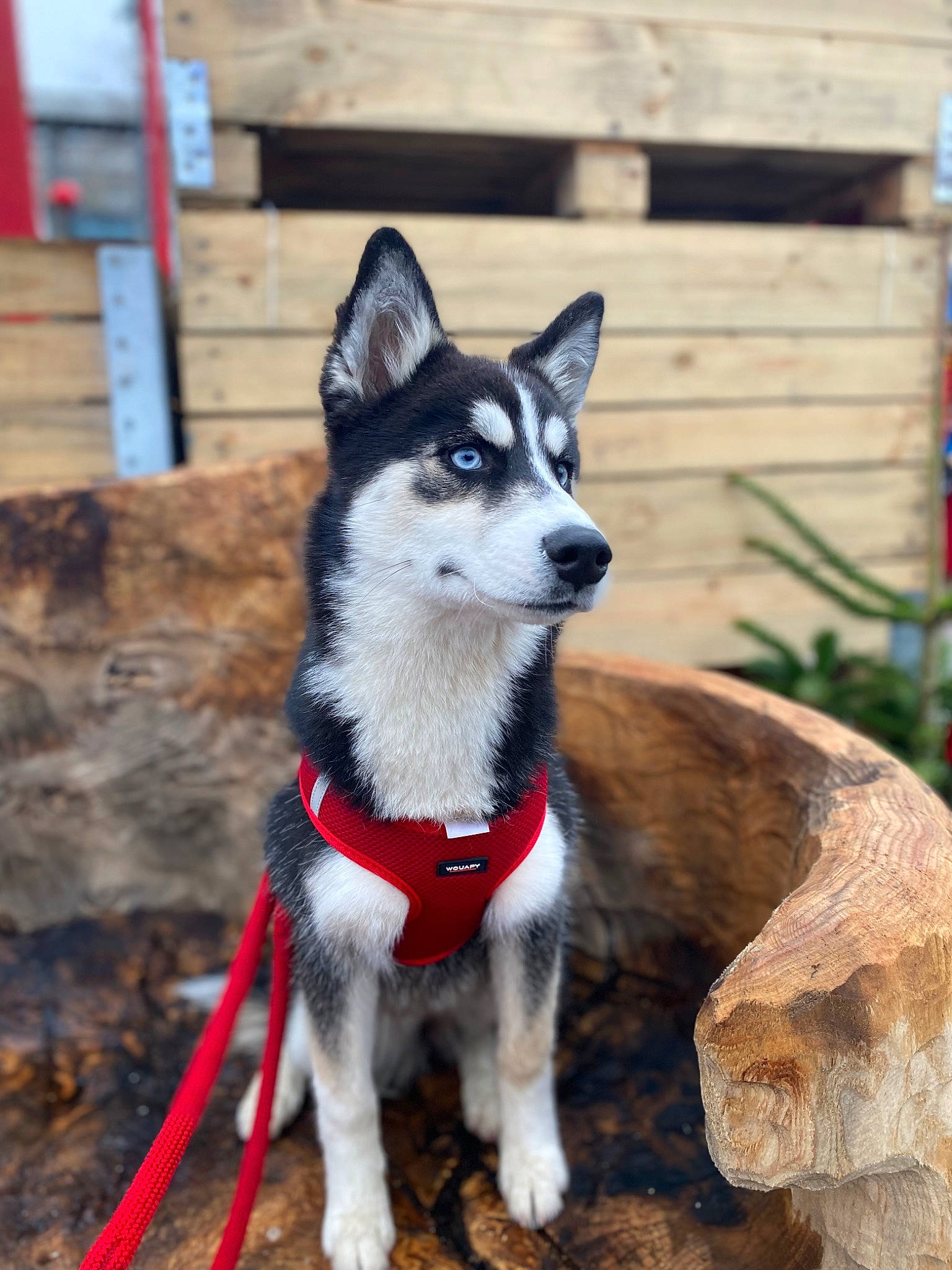 June a rejoint le concours — aidez-le/la à gagner de superbes lots ! canidae, canis, carnivore, collar, companion_dog, dog, dog_breed, dog_supply, electric_blue, fashion_accessory, fur, leash, plant, recreation, siberian_husky, sled_dog, sporting_group, tail, working_animal, working_dog