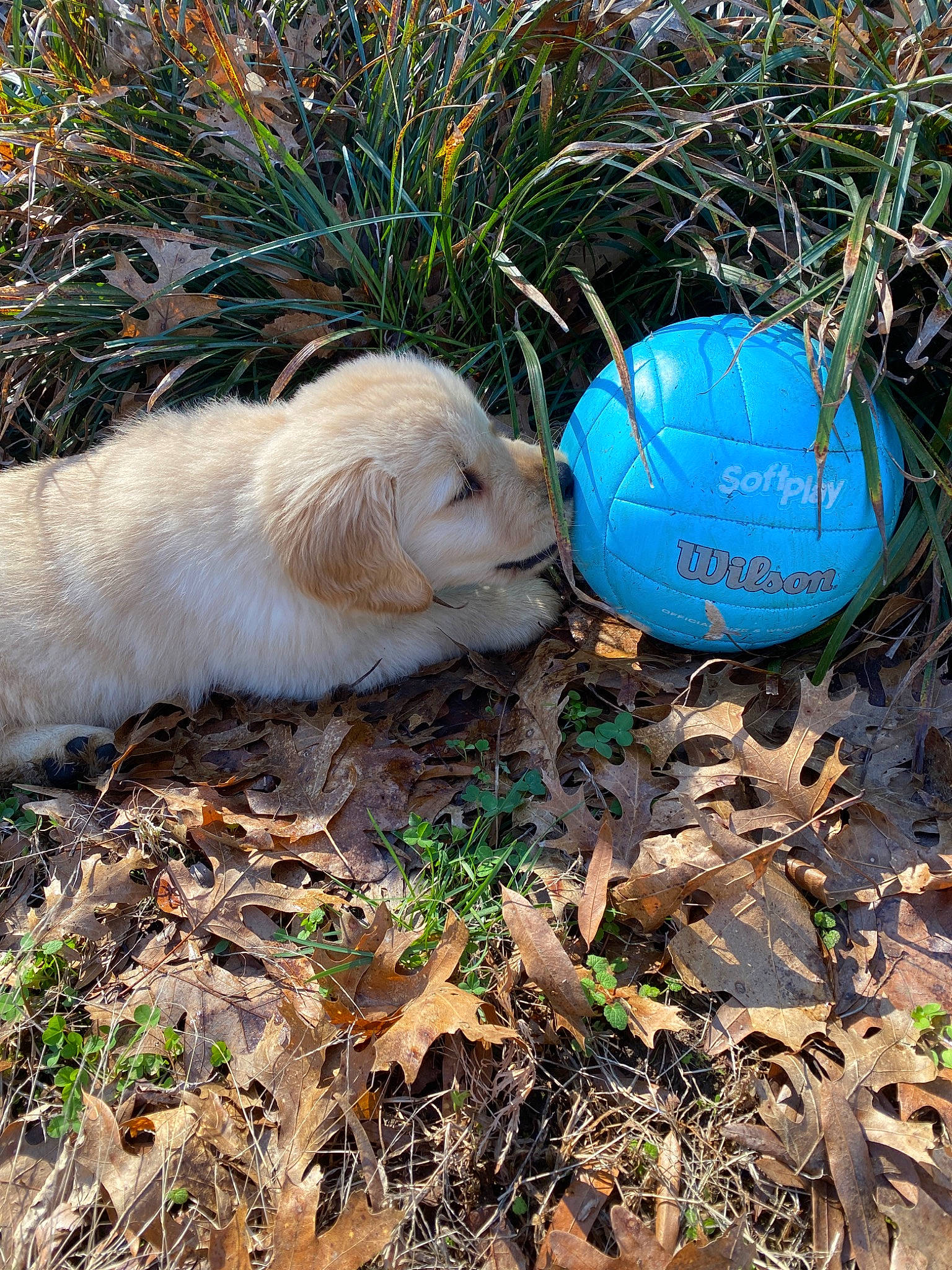 Sammy is registered to the contest to win money with this photo: canidae, carnivore, dog, domestic_rabbit, golden_retriever, plant, prairie_dog, puppy, retriever, soil, sporting_group