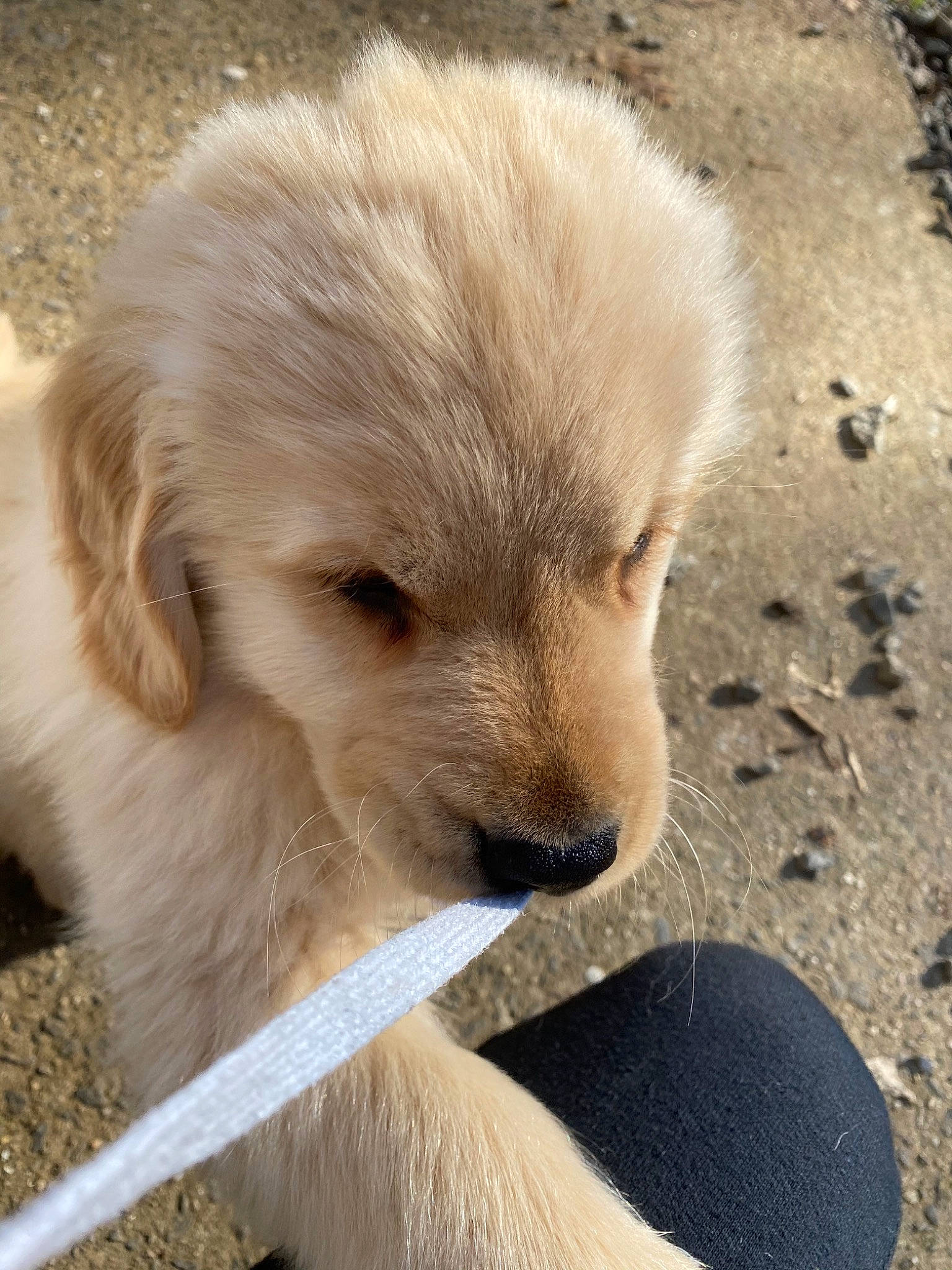 Sammy is registered to the contest to win money with this photo: canidae, carnivore, companion_dog, dog, dog_breed, fawn, golden_retriever, mammal, puppy, retriever, snout, sporting_group, vertebrate