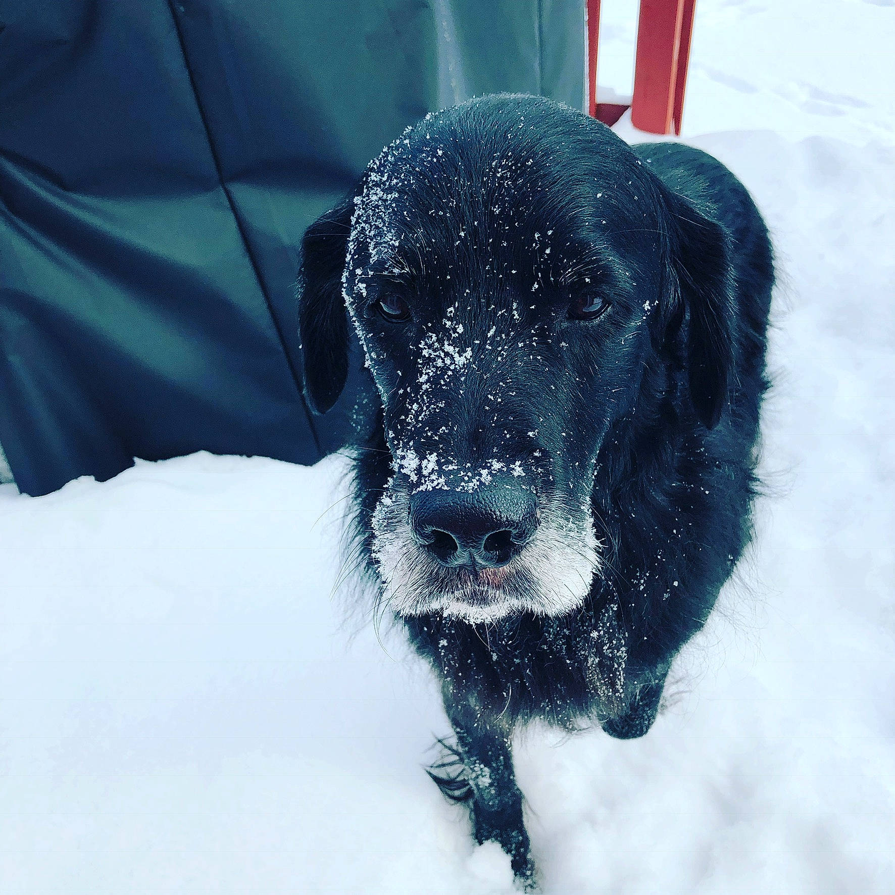 Memphis joined the competition — help win amazing prizes! canidae, carnivore, curly_coated_retriever, dog, dog_breed, fur, labrador_retriever, nose, retriever, snout, snow, spaniel, sporting_group, winter