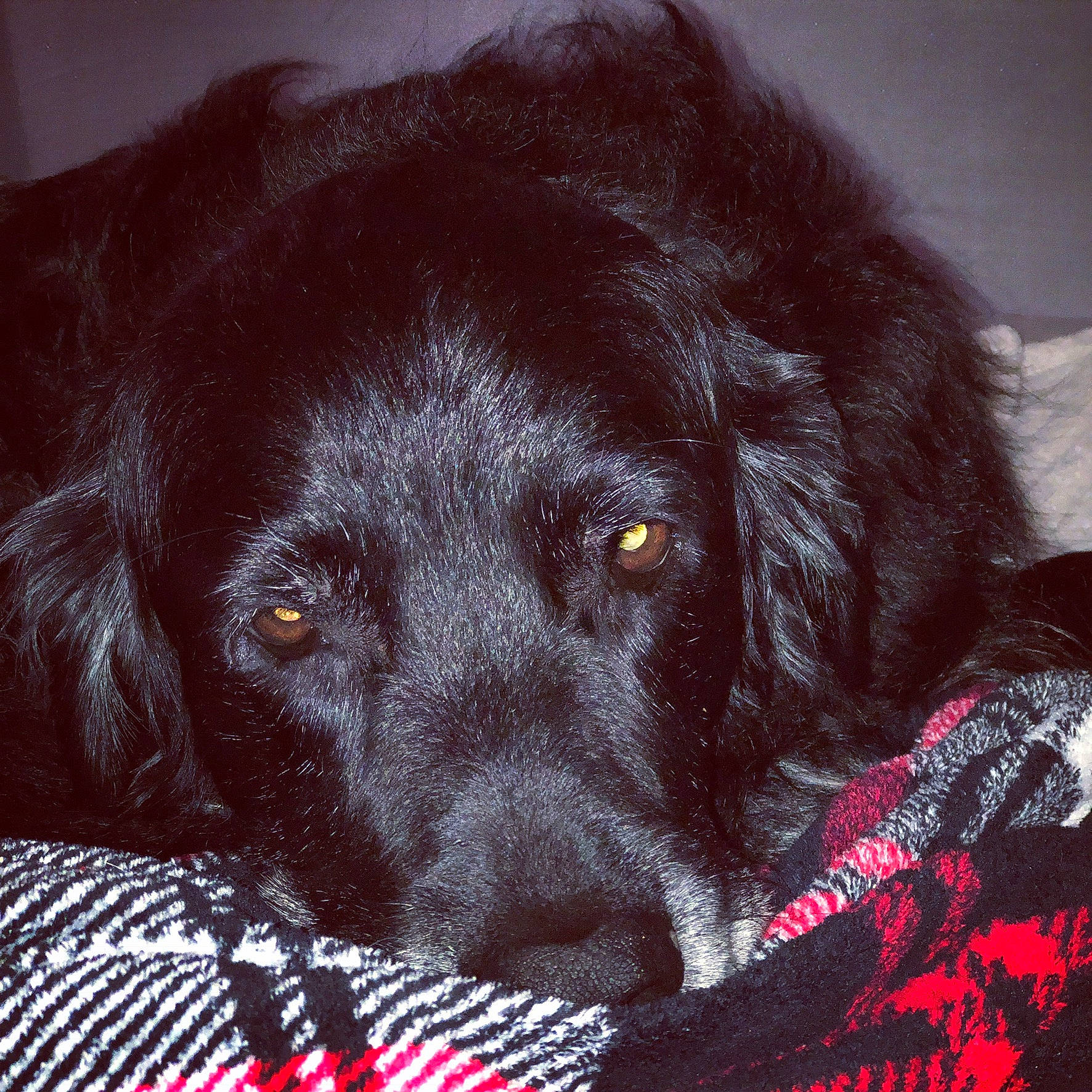 Memphis joined the competition — help win amazing prizes! beagador, borador, boykin_spaniel, canidae, carnivore, companion_dog, dog, dog_breed, flat_coated_retriever, hunting_dog, labrador_retriever, mammal, retriever, snout, sporting_group, vertebrate