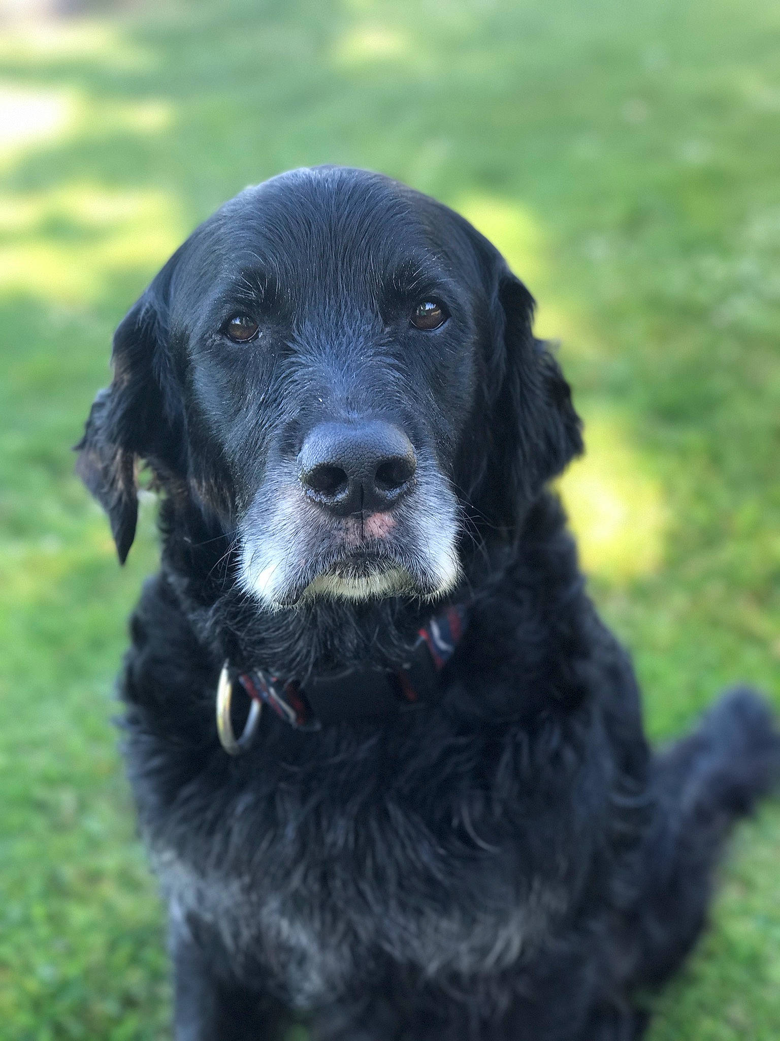 Memphis joined the competition — help win amazing prizes! borador, canidae, carnivore, companion_dog, curly_coated_retriever, dog, dog_breed, flat_coated_retriever, german_spaniel, grass, hunting_dog, labrador_retriever, mammal, murray_river_curly_coated_retriever, rare_breed_dog, retriever, snout, spaniel, sporting_group, vertebrate