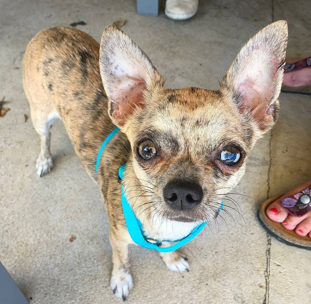 Boo participe au concours pour gagner de l'argent avec cette photo : canidae, carnivore, chihuahua, companion_dog, corgi_chihuahua, dog, dog_breed, ear, fawn, mammal, puppy, rare_breed_dog, snout, sporting_group, toy_dog, vertebrate, whiskers