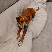 Bowie is registered to the contest to win money with this photo: dog, brown_and_white, pet, indoors, bed, bedding, white_blanket, lying_down, front_view, looking_at_camera, paws, curled_tail, floppy_ears, white_markings, wood_floor, bedroom, cozy, cute, portrait, animal_photography