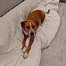 dog, brown_and_white, pet, indoors, bed, bedding, white_blanket, lying_down, front_view, looking_at_camera, paws, curled_tail, floppy_ears, white_markings, wood_floor, bedroom, cozy, cute, portrait, animal_photography