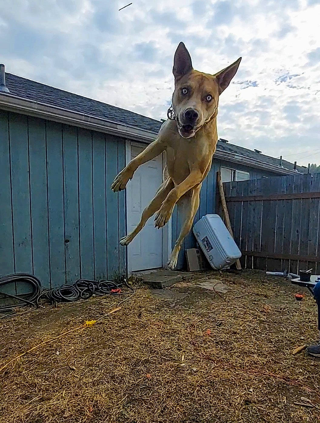 Blu is registered to the contest to win money with this photo: australian_cattle_dog, canidae, carnivore, cloud, collar, companion_dog, dog, dog_breed, dog_sports, dog_supply, fawn, grass, home_fencing, jumping, pet_supply, sky, soil, sporting_group, tail, wood