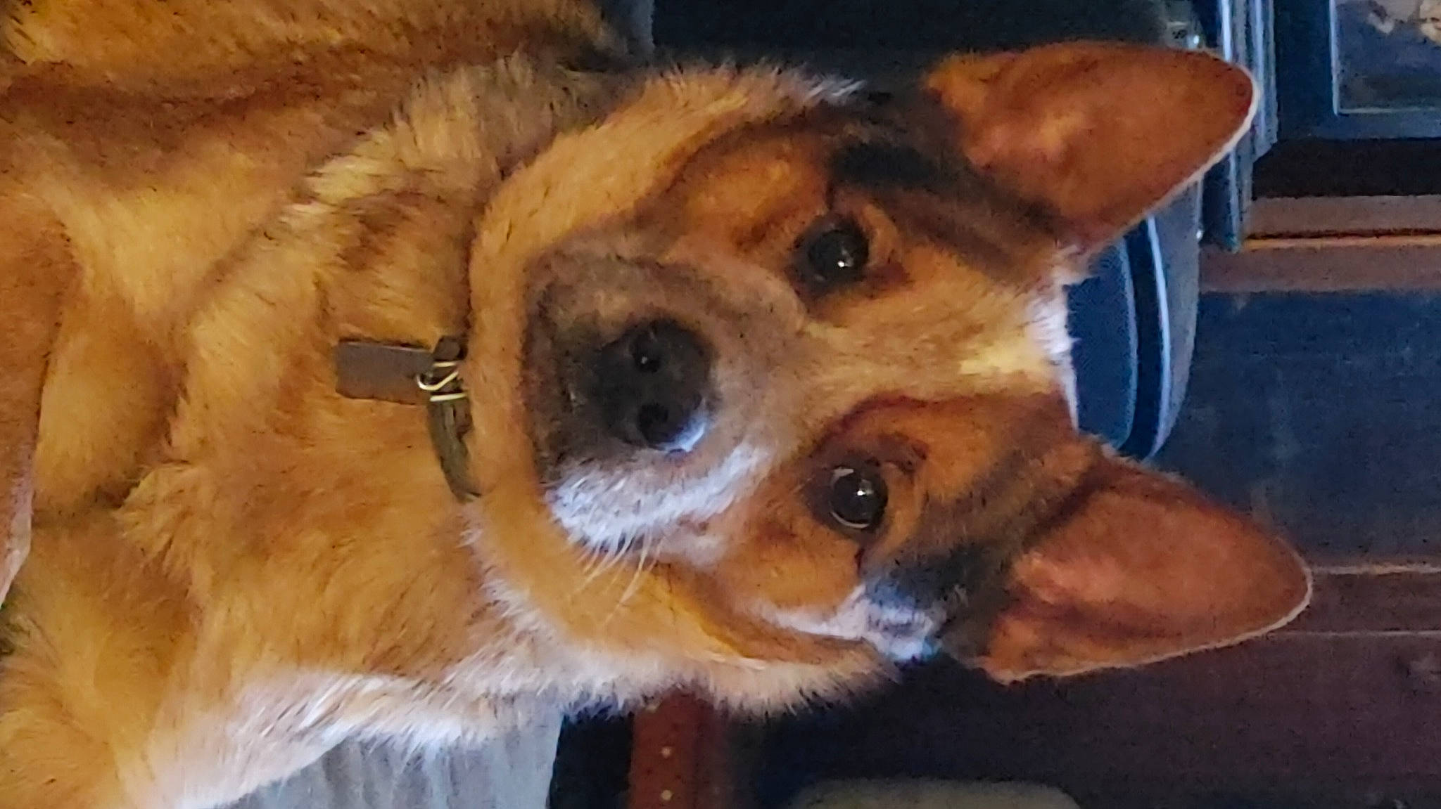 Kimber is registered to the contest to win money with this photo: canidae, carnivore, companion_dog, dog, dog_breed, dog_supply, ear, eye, fawn, fur, head, jaw, plant, snout, sporting_group, terrestrial_animal, whiskers, wildlife, working_animal, working_dog