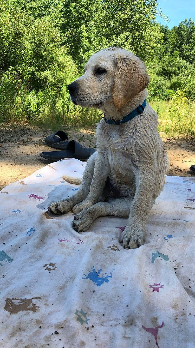 Weston joined the competition — help win amazing prizes! canidae, carnivore, collar, companion_dog, dog, dog_breed, dog_collar, dog_supply, fawn, fur, grass, plant, snout, soil, sporting_group, tail, terrestrial_animal, tree, wood, working_animal