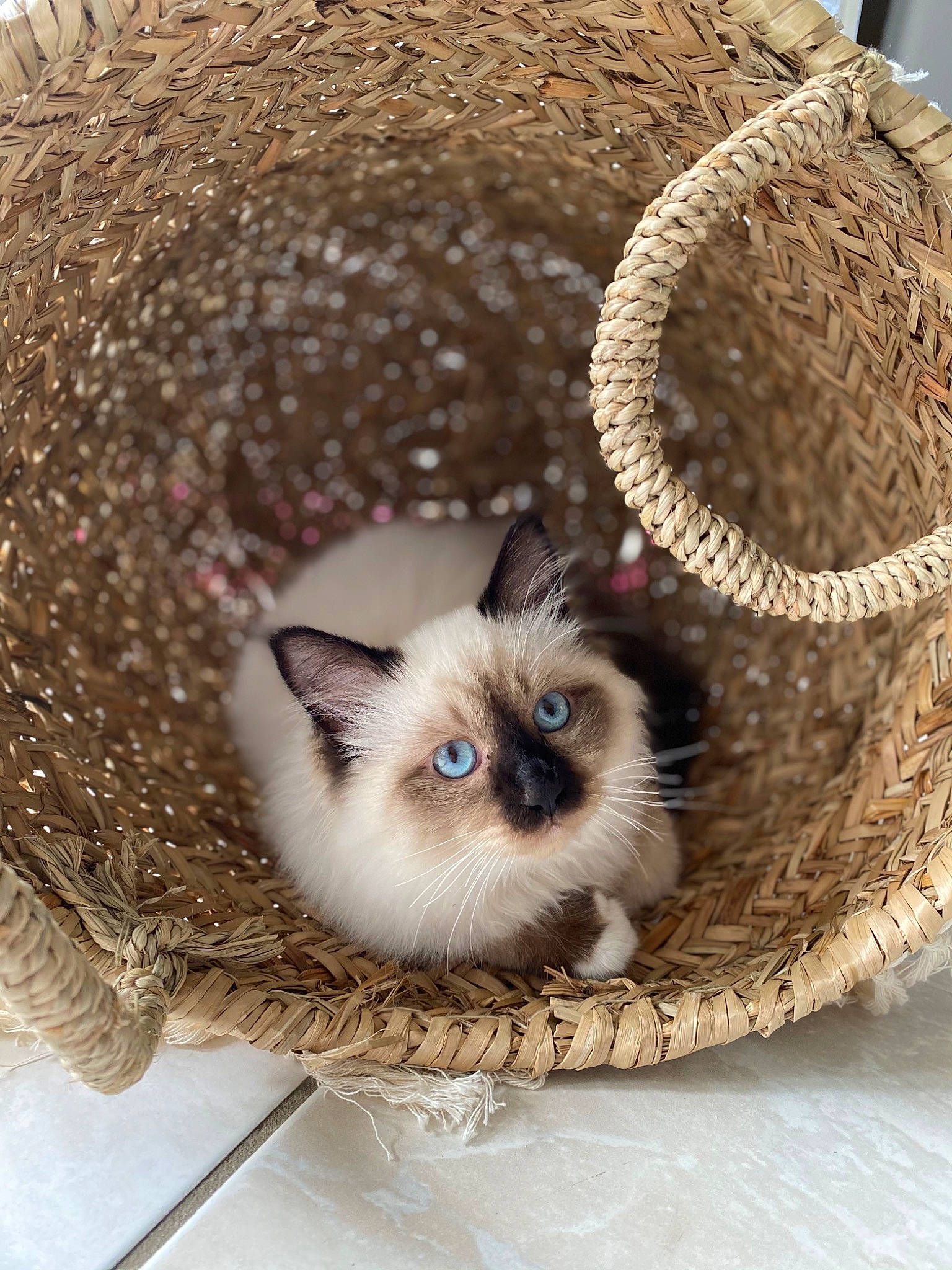 Regliss participe au concours pour gagner de l'argent avec cette photo : balinese, basket, birman, carnivore, cat, cat_bed, cat_supply, costume_hat, domestic_short_haired_cat, fashion_accessory, fawn, felidae, fur, hat, siamese, small_to_medium_sized_cats, snout, whiskers, wicker, wildlife
