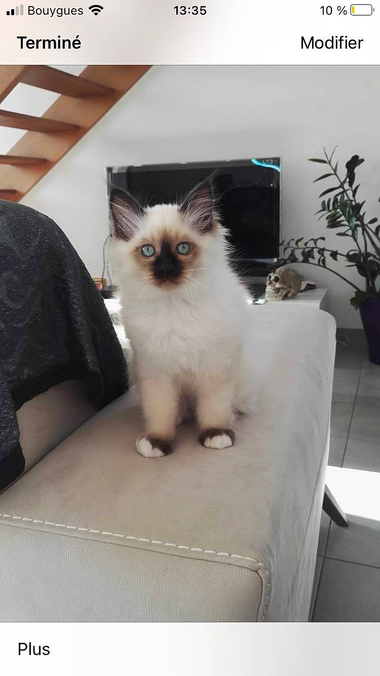 Regliss a rejoint le concours — aidez-le/la à gagner de superbes lots ! birman, carnivore, cat, comfort, couch, fawn, felidae, flowerpot, fur, houseplant, iris, plant, ragdoll, rectangle, siamese, small_to_medium_sized_cats, snout, tail, thai, whiskers