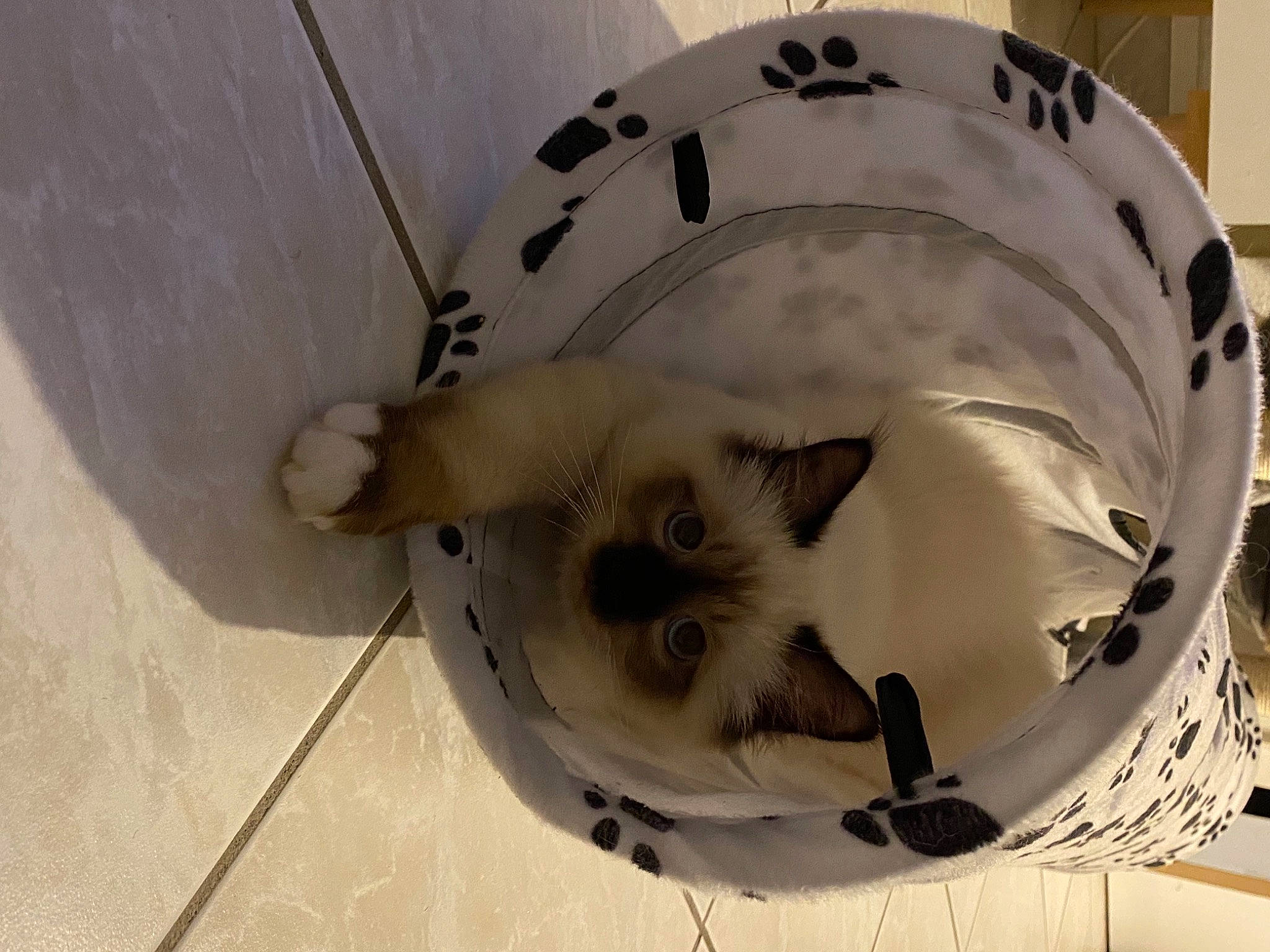 Regliss participe au concours pour gagner de l'argent avec cette photo : balinese, carnivore, cat, ceiling, circle, domestic_short_haired_cat, felidae, flooring, fur, metal, pet_supply, plumbing_fixture, rim, siamese, small_to_medium_sized_cats, snout, tail, whiskers