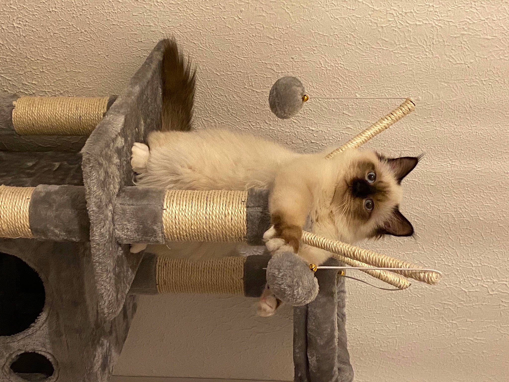 Regliss participe au concours pour gagner de l'argent avec cette photo : carnivore, cat, claw, cylinder, felidae, fur, metal, pipe, plumbing, siamese, small_to_medium_sized_cats, snout, still_life_photography, tail, terrestrial_animal, tonkinese, whiskers, wood