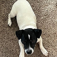 Racer joined the competition — help win amazing prizes! dog, black_and_white, pet, carpet, indoor, canine, laying_down, curious, animal, fur, ears, paws, snout, looking_up, domestic_animal, companionship, cute, friendly, alert, relaxed