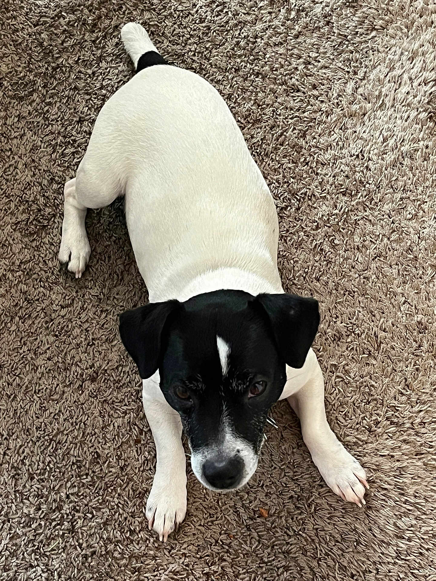 Racer joined the competition — help win amazing prizes! dog, black_and_white, pet, carpet, indoor, canine, laying_down, curious, animal, fur, ears, paws, snout, looking_up, domestic_animal, companionship, cute, friendly, alert, relaxed