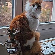 Appolon participe au concours pour gagner de l'argent avec cette photo : cat, orange_and_white, fluffy_fur, windowsill, window, indoor, lantern, decor, tray, flowers, curious, pet, animal, feline, sitting, looking, daylight, home, cozy, relaxed