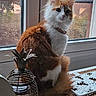 cat, orange_and_white, fluffy_fur, windowsill, window, indoor, lantern, decor, tray, flowers, curious, pet, animal, feline, sitting, looking, daylight, home, cozy, relaxed