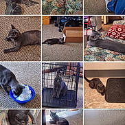 Josie Marie is registered to the contest to win money with this photo: cat, gray_cat, indoor, carpet, couch, box, bowl, floor, pet, furniture, curious, animal, home, resting, playing, cage, paws, head, eyes, wall