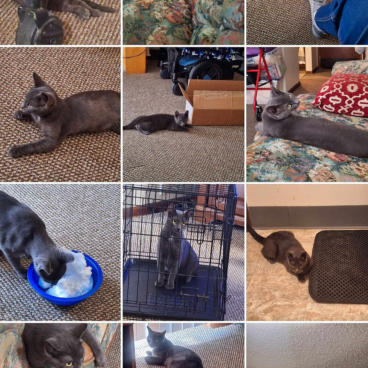 Josie Marie is registered to the contest to win money with this photo: animal, bowl, box, cage, carpet, cat, couch, curious, eyes, floor, furniture, gray_cat, head, home, indoor, paws, pet, playing, resting, wall