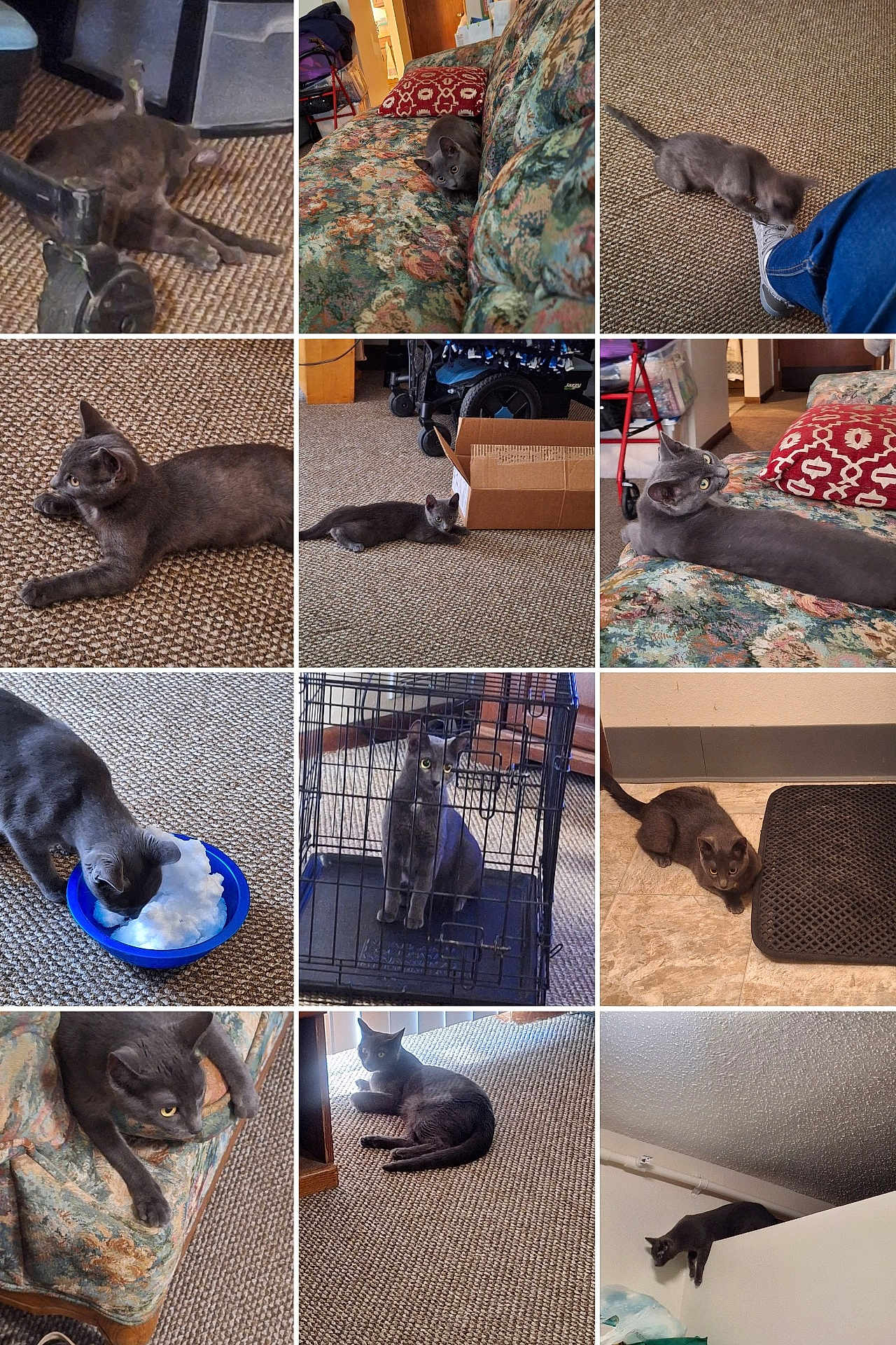 Josie Marie is registered to the contest to win money with this photo: cat, gray_cat, indoor, carpet, couch, box, bowl, floor, pet, furniture, curious, animal, home, resting, playing, cage, paws, head, eyes, wall