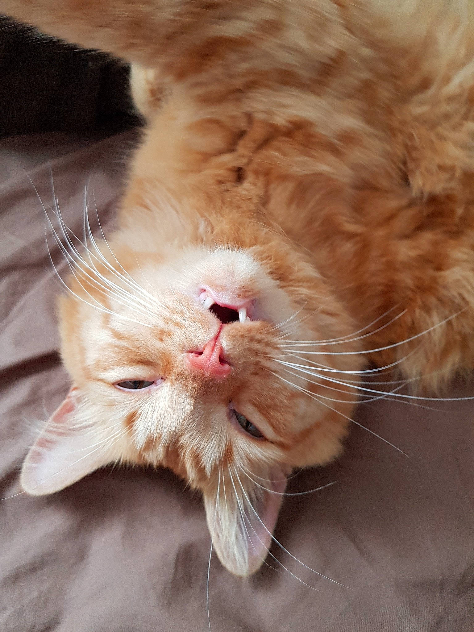 Newt participe au concours pour gagner de l'argent avec cette photo : carnivore, cat, claw, close_up, domestic_short_haired_cat, ear, eye, fang, fawn, felidae, fur, hand, human_body, nose, paw, small_to_medium_sized_cats, snout, tail, whiskers, window