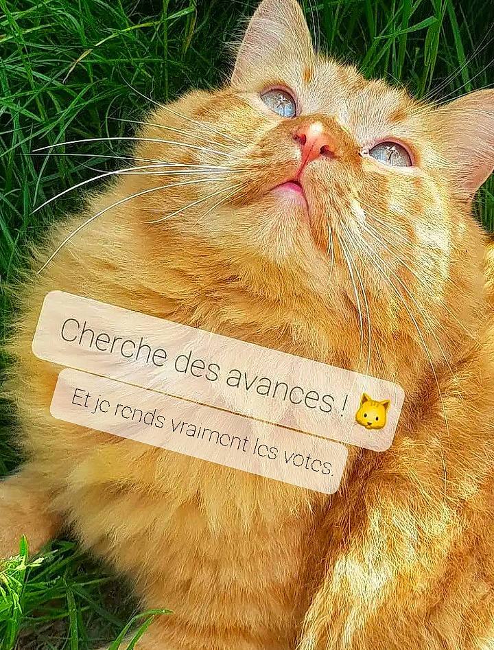 Newt a rejoint le concours — aidez-le/la à gagner de superbes lots ! carnivore, cat, domestic_short_haired_cat, fawn, felidae, font, fur, gesture, grass, groundcover, happy, organism, paw, photo_caption, plant, small_to_medium_sized_cats, snout, terrestrial_animal, whiskers, wildlife