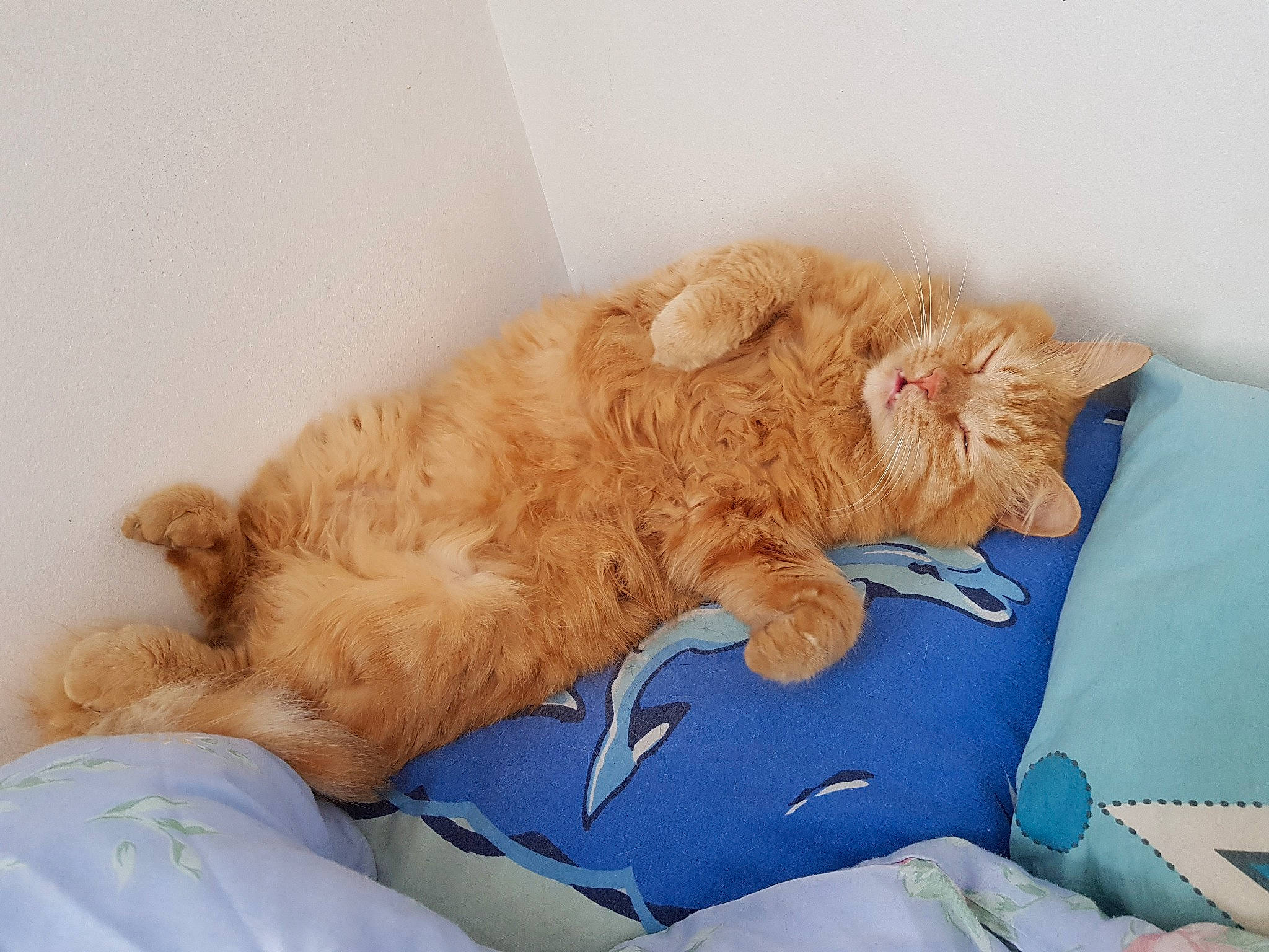 Newt a rejoint le concours — aidez-le/la à gagner de superbes lots ! bed, carnivore, cat, cat_supply, claw, comfort, couch, domestic_short_haired_cat, duvet, felidae, fur, linens, nap, paw, pet_supply, sleep, small_to_medium_sized_cats, tail, whiskers