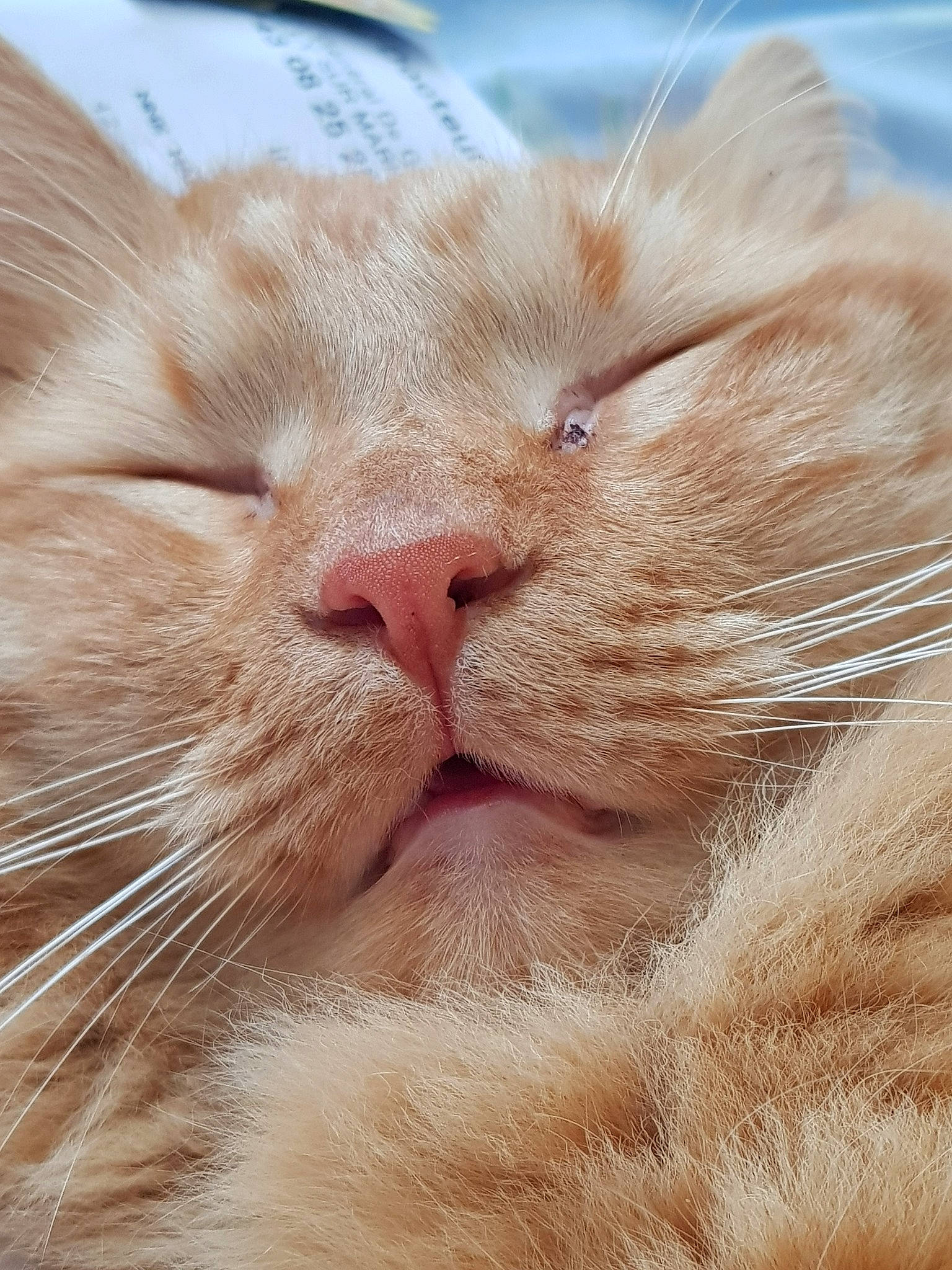 Newt participe au concours pour gagner de l'argent avec cette photo : carnivore, cat, close_up, comfort, domestic_short_haired_cat, fawn, felidae, fur, peach, sleep, small_to_medium_sized_cats, snout, whiskers