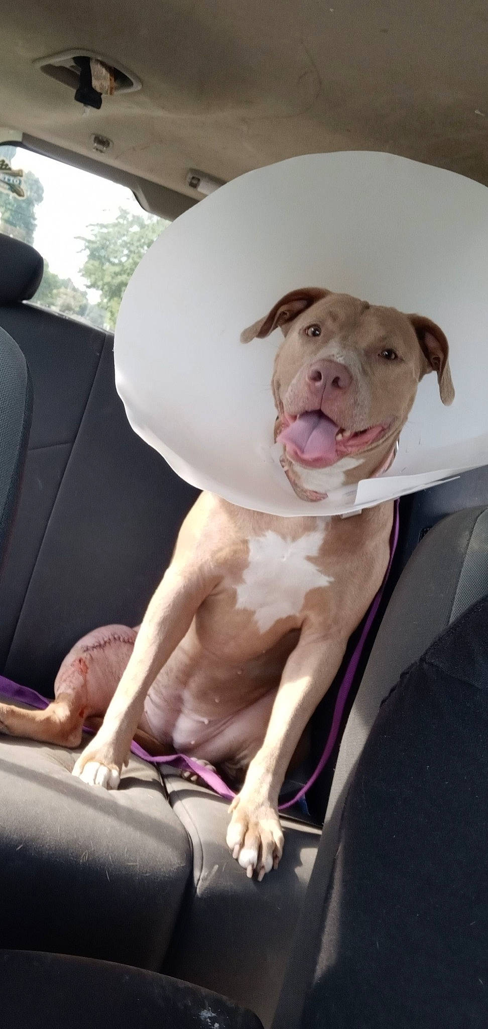 Grace joined the competition — help win amazing prizes! car, car_seat, car_seat_cover, carnivore, collar, comfort, companion_dog, dog, dog_breed, dog_collar, fawn, head_restraint, liver, snout, sporting_group, vehicle, vehicle_door, whiskers, window, working_animal