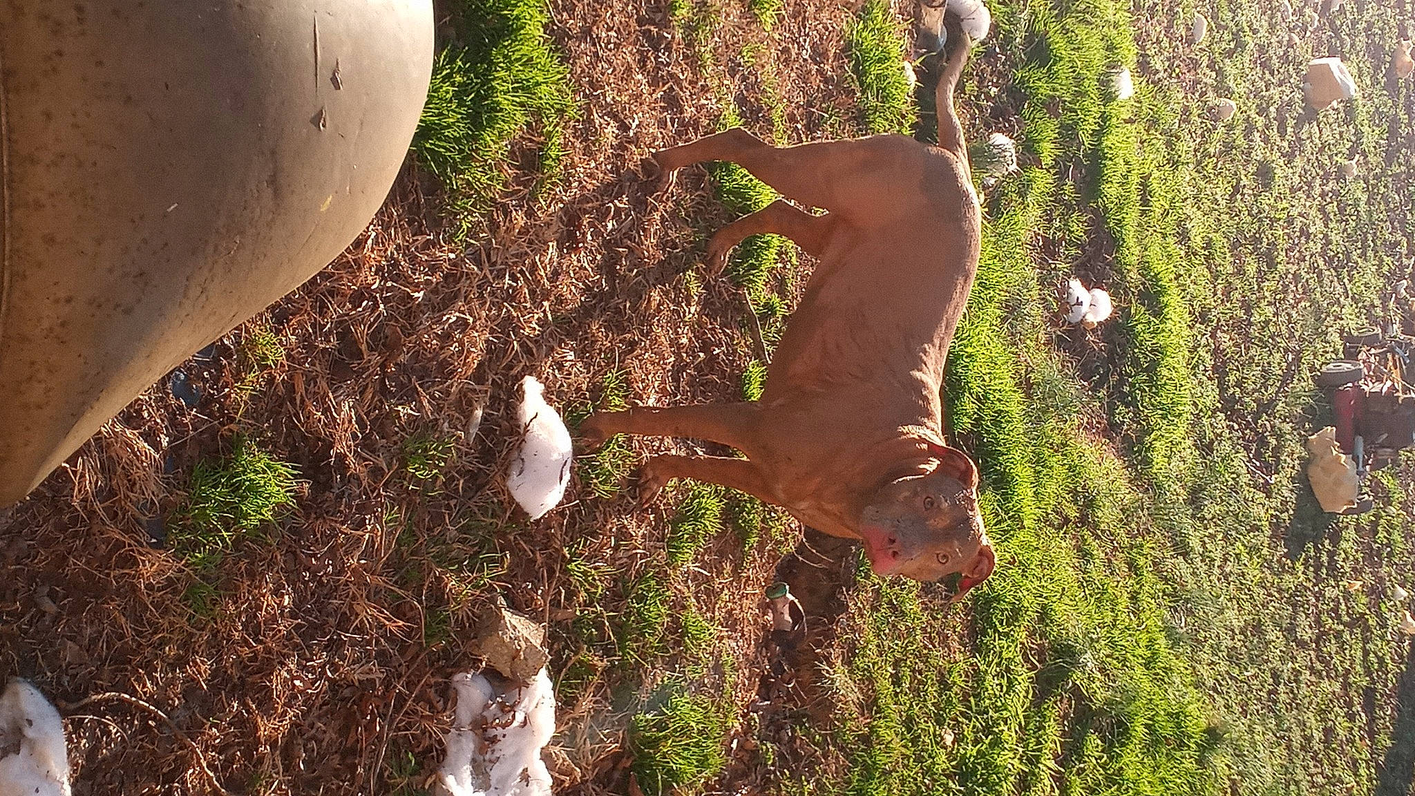 Grace joined the competition — help win amazing prizes! adaptation, canidae, dog, dog_breed, fawn, grass, grass_family, groundcover, liver, pasture, people_in_nature, plant, shadow, soil, sporting_group, sunlight, tail, terrestrial_animal, wildlife, wood