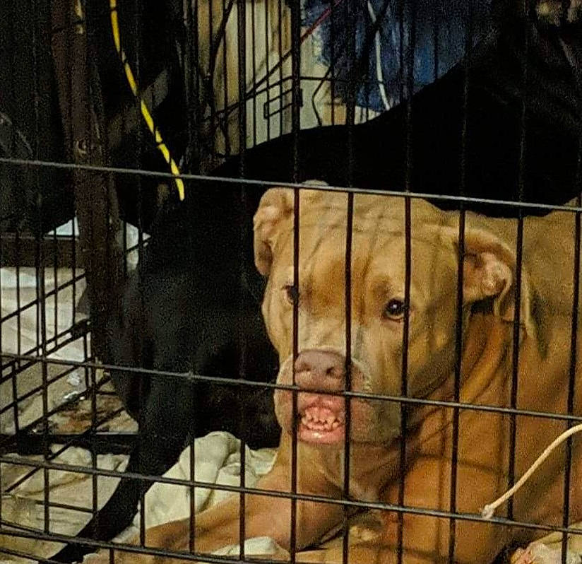 Grace is registered to the contest to win money with this photo: animal_shelter, carnivore, companion_dog, dog, dog_breed, dog_crate, dog_supply, fawn, fence, fur, liver, mammal, mesh, pet_supply, service, snout, terrestrial_animal, vertebrate, whiskers, working_animal