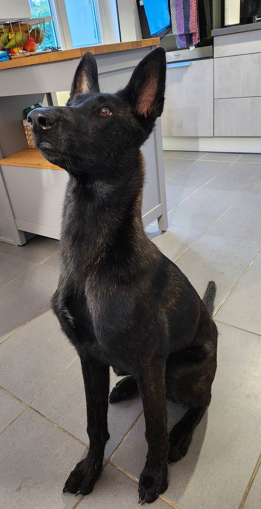 Thanos participe au concours pour gagner de l'argent avec cette photo : canidae, carnivore, collar, companion_dog, dog, dog_breed, dog_collar, ear, fawn, flooring, fur, non_sporting_group, snout, sporting_group, tail, tile_flooring, whiskers, working_animal