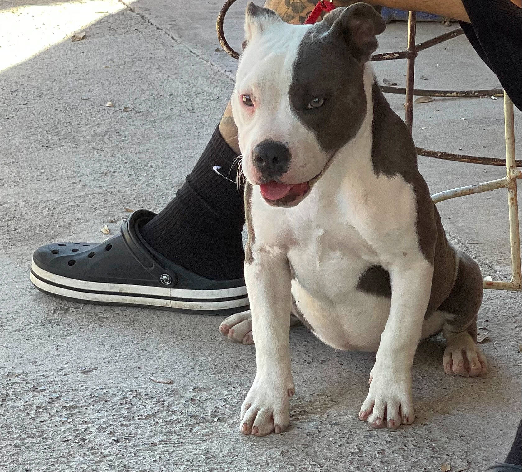 Sofie joined the competition — help win amazing prizes! asphalt, canidae, carnivore, collar, companion_dog, dog, dog_breed, dog_collar, dog_supply, fawn, foot, leash, non_sporting_group, paw, pet_supply, road_surface, sidewalk, sporting_group, whiskers, working_animal