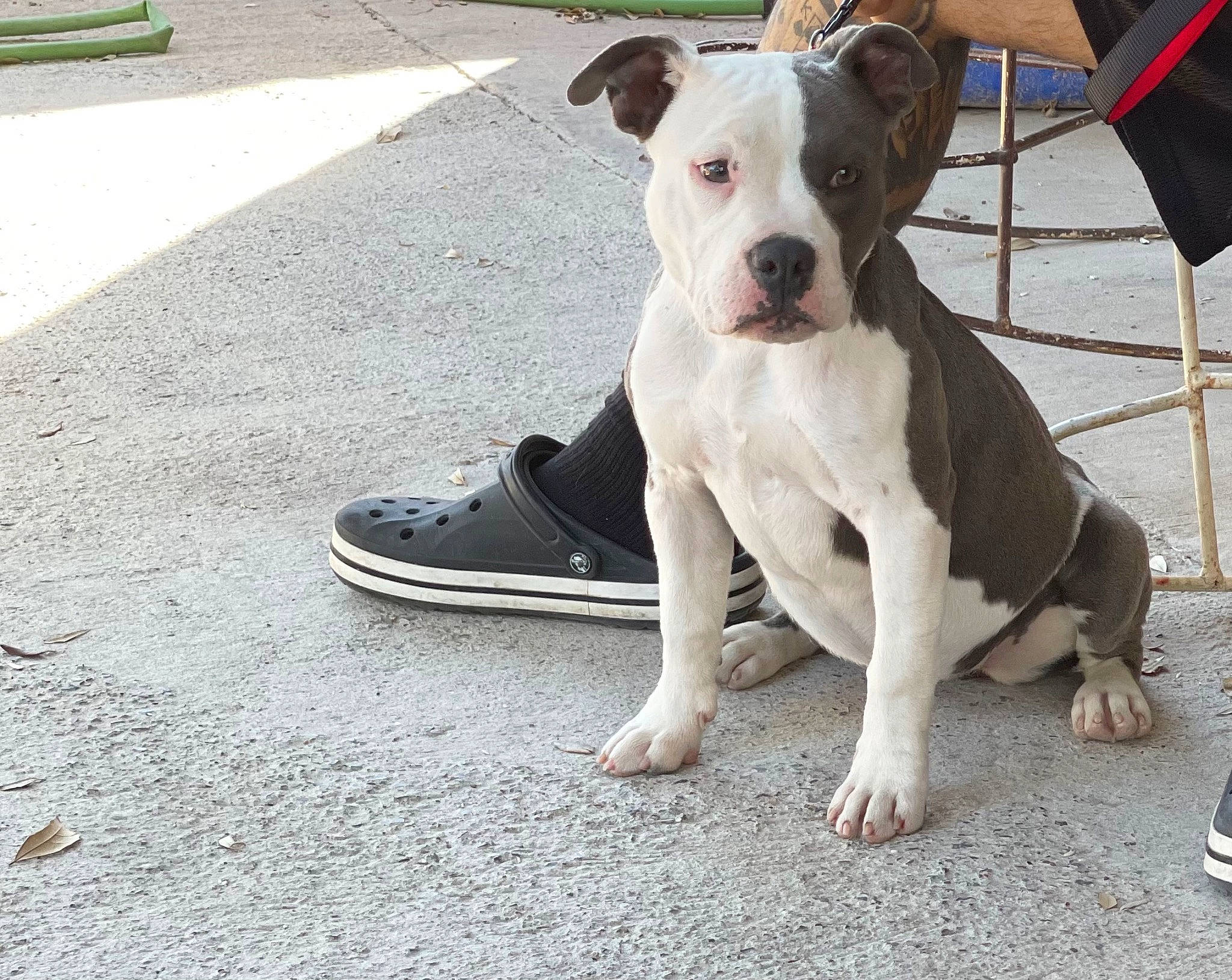 Sofie joined the competition — help win amazing prizes! asphalt, carnivore, collar, companion_dog, concrete, dog, dog_breed, dog_collar, dog_supply, fawn, foot, human_leg, leash, paw, pet_supply, road_surface, sidewalk, snout, tar, working_animal