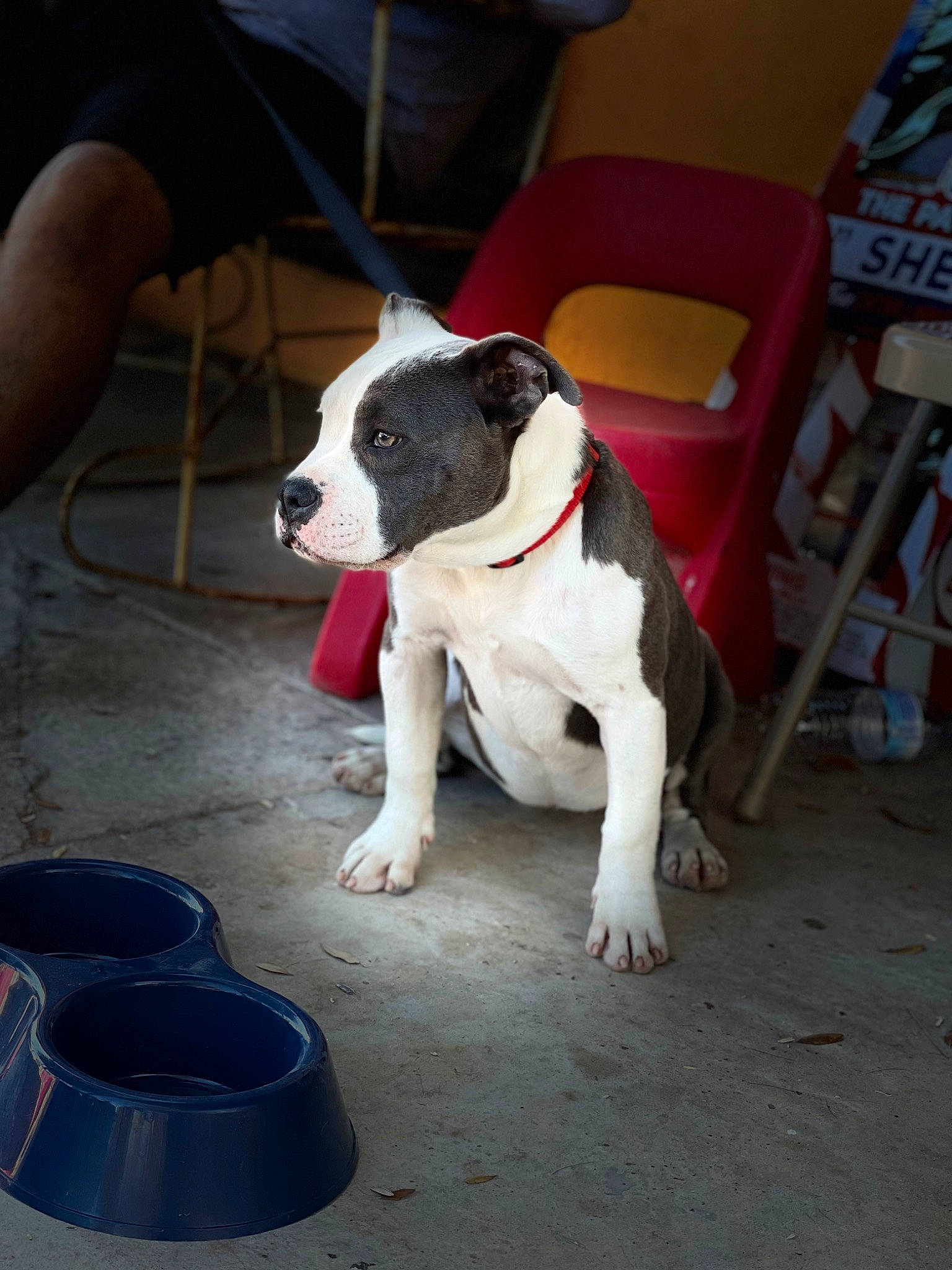 Sofie is registered to the contest to win money with this photo: boston_terrier, bucket, canidae, carmine, carnivore, chair, collar, companion_dog, dog, dog_breed, dog_collar, fawn, flooring, furniture, human_leg, leash, snout, sporting_group, tail, working_animal