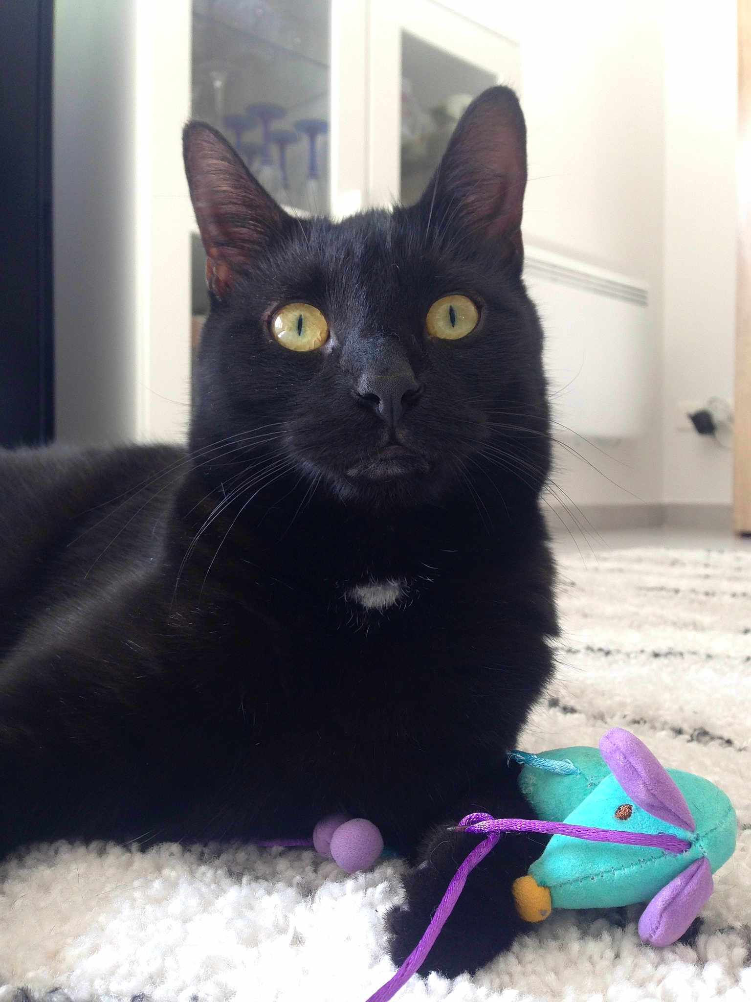 Winchester a rejoint le concours — aidez-le/la à gagner de superbes lots ! black, black_cat, bombay, cat, cat_like_mammal, domestic_short_haired_cat, fur, kitten, korat, paw, small_to_medium_sized_cats, snout, whiskers