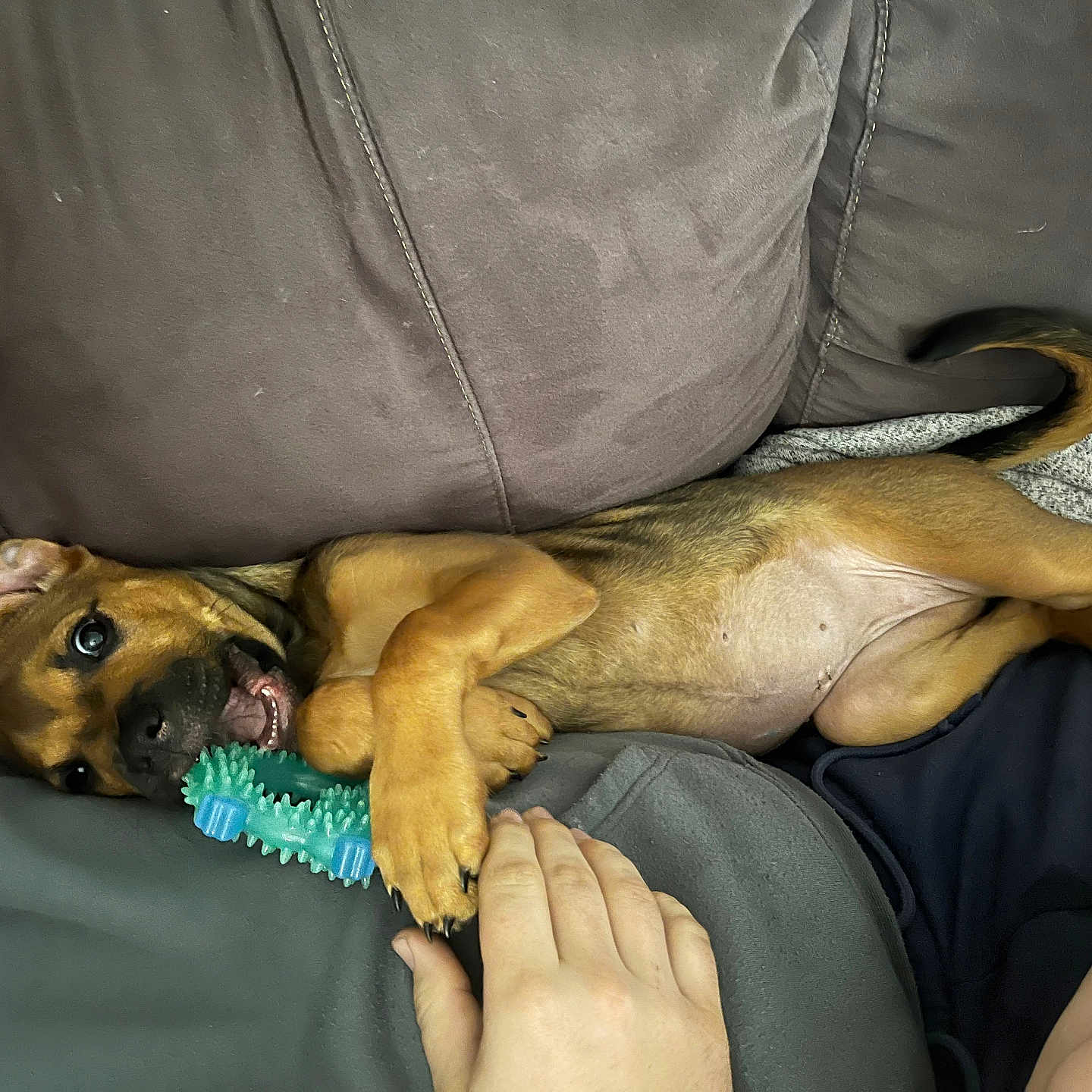 Hazel joined the competition — help win amazing prizes! animal, black_nose, brown_fur, canine, chew_toy, close-up, couch, cute, dog, domestic_animal, ear, hand, indoor, paw, pet, playing, puppy, relaxing, tail, toy