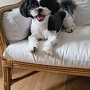 Elliott a rejoint le concours — aidez-le/la à gagner de superbes lots ! dog, black_and_white, small_dog, cute, pet, indoor, chair, cushion, wooden_furniture, happy, smiling, tongue_out, fur, animal, floor, home, domestic, relaxed, friendly, companion