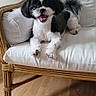 dog, black_and_white, small_dog, cute, pet, indoor, chair, cushion, wooden_furniture, happy, smiling, tongue_out, fur, animal, floor, home, domestic, relaxed, friendly, companion
