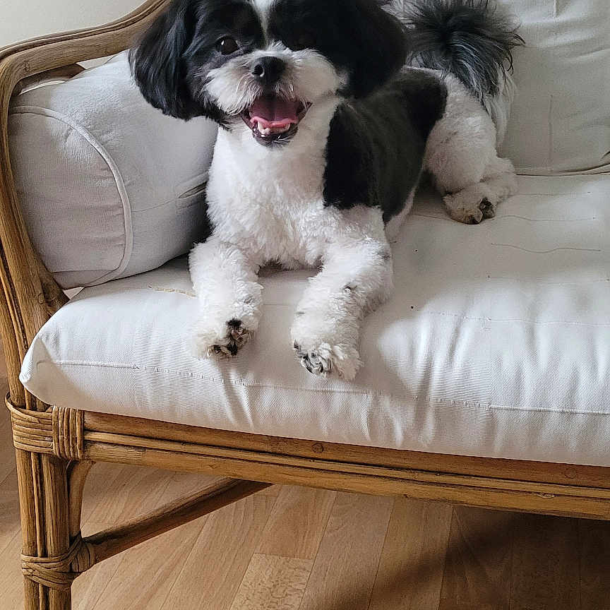 Elliott a rejoint le concours — aidez-le/la à gagner de superbes lots ! dog, black_and_white, small_dog, cute, pet, indoor, chair, cushion, wooden_furniture, happy, smiling, tongue_out, fur, animal, floor, home, domestic, relaxed, friendly, companion