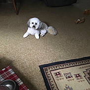 Sunka is registered to the contest to win money with this photo: animal, carpet, companion, cozy, cute, dog, domestic, floor, furniture, home, indoor, living_room, pet, plush, relaxing, resting, rug, small_dog, toy, white_dog