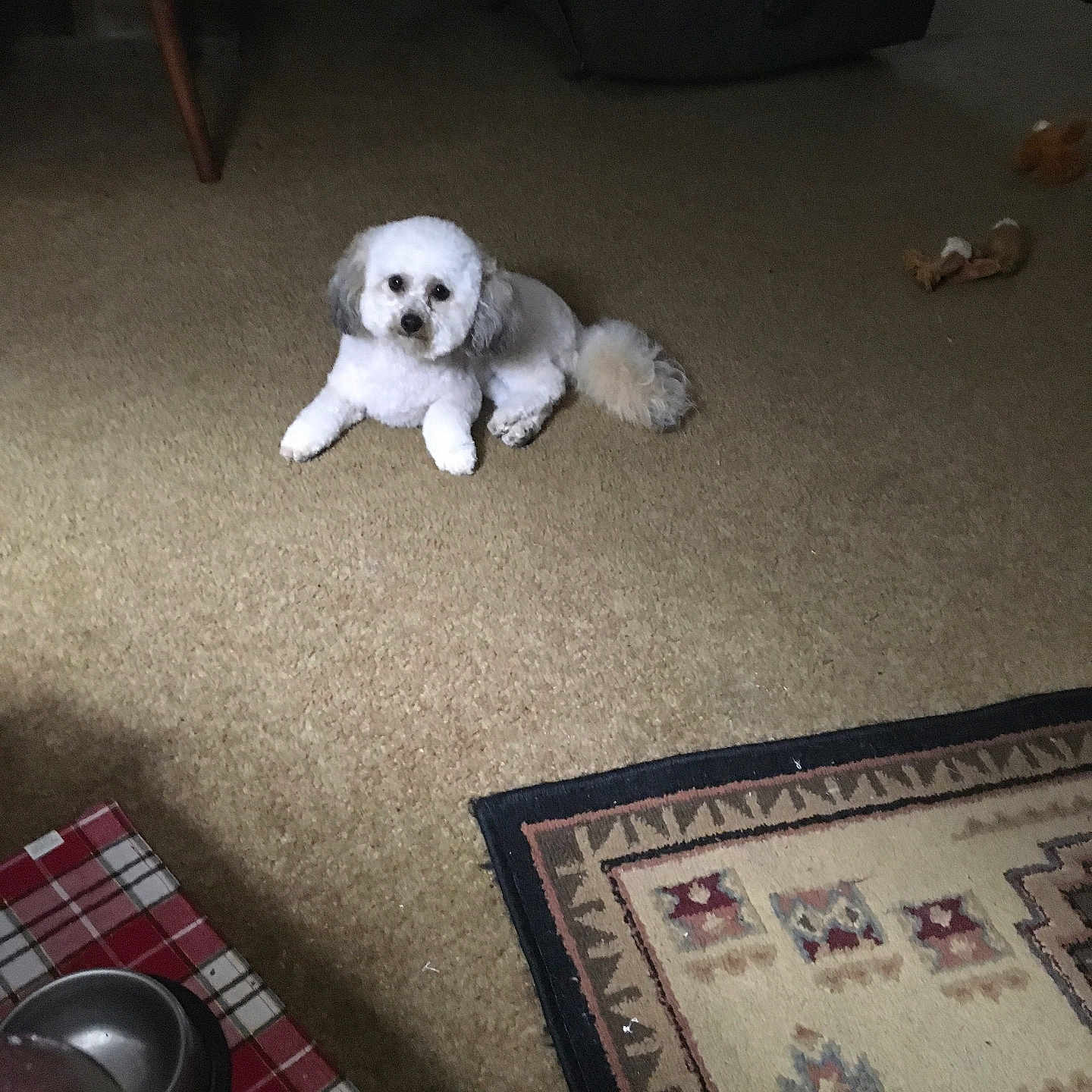 Sunka is registered to the contest to win money with this photo: animal, carpet, companion, cozy, cute, dog, domestic, floor, furniture, home, indoor, living_room, pet, plush, relaxing, resting, rug, small_dog, toy, white_dog