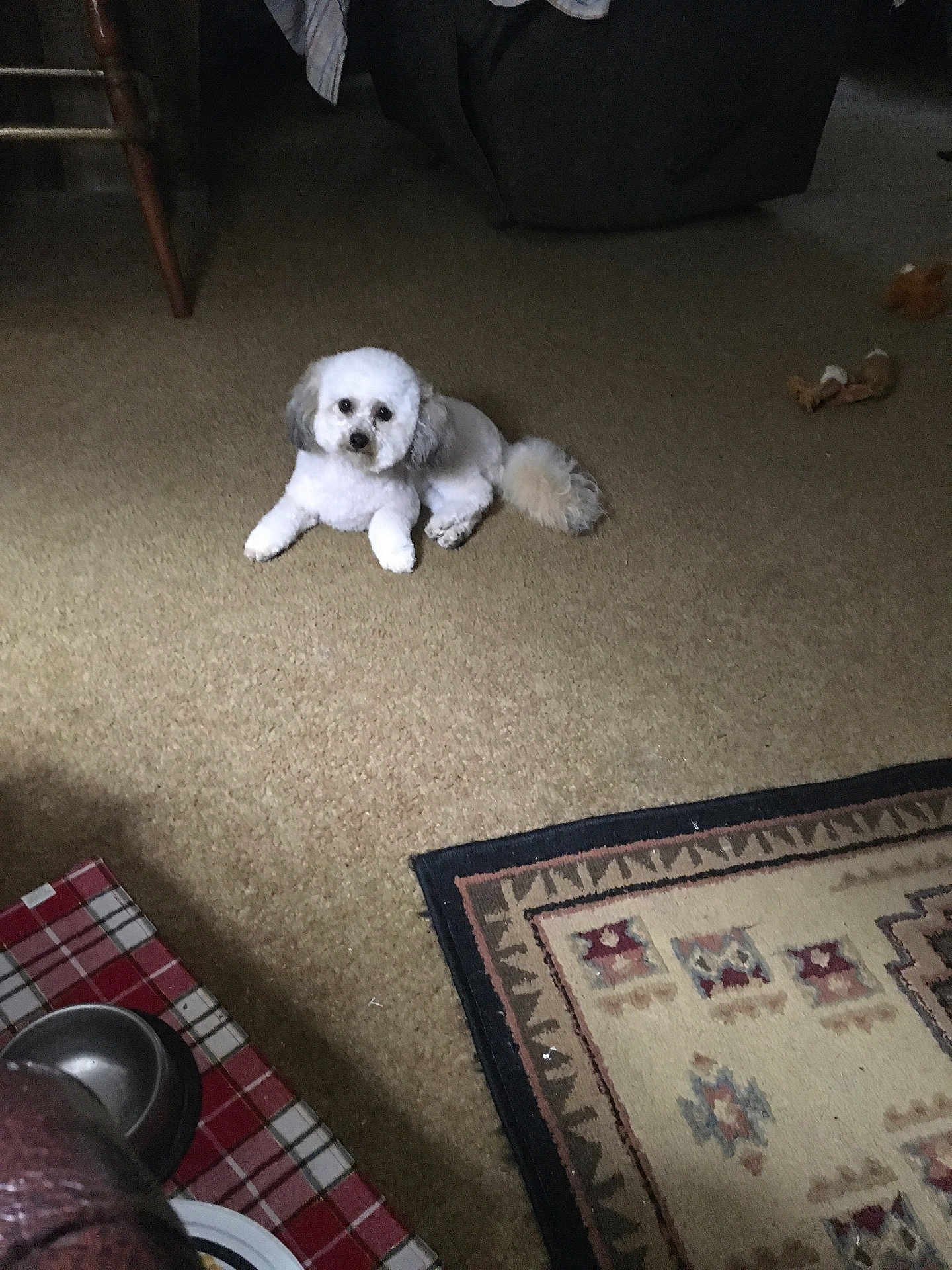 Sunka is registered to the contest to win money with this photo: animal, carpet, companion, cozy, cute, dog, domestic, floor, furniture, home, indoor, living_room, pet, plush, relaxing, resting, rug, small_dog, toy, white_dog