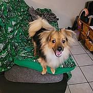 Charlie joined the competition — help win amazing prizes! basket, blanket, chair, cute, dog, fan, fur, furniture, green, happy, home, indoor, leaf_pattern, living_room, motion_blur, pet, small_dog, smiling, tail, tile_floor