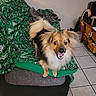 basket, blanket, chair, cute, dog, fan, fur, furniture, green, happy, home, indoor, leaf_pattern, living_room, motion_blur, pet, small_dog, smiling, tail, tile_floor