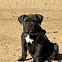 Alba a rejoint le concours — aidez-le/la à gagner de superbes lots ! puppy, dog, black_dog, sand, beach, outdoor, pet, animal, young_dog, sitting, leash, sunlight, cute, collar, white_patch, snout, ears, paw, nature, daytime